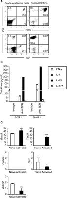 TCR signaling and cellular metabolism regulate the capacity of murine epidermal γδ T cells to rapidly produce IL-13 but not IFN-γ